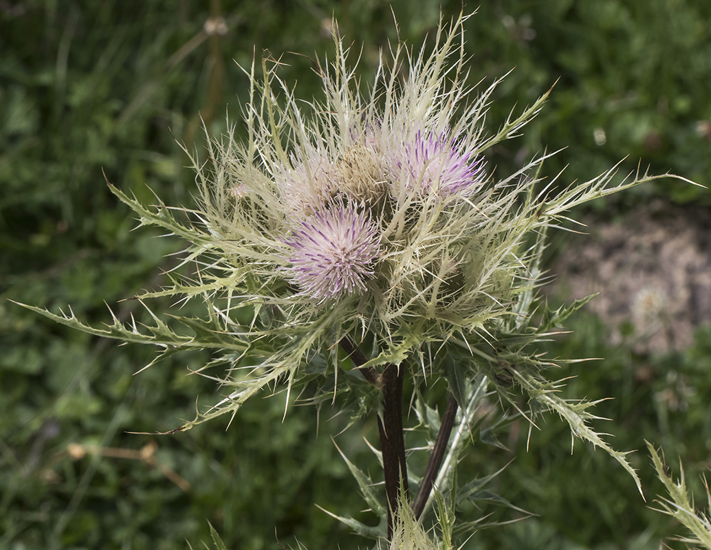 Изображение особи Cirsium obvallatum.