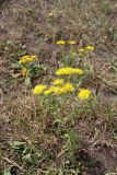 Inula britannica