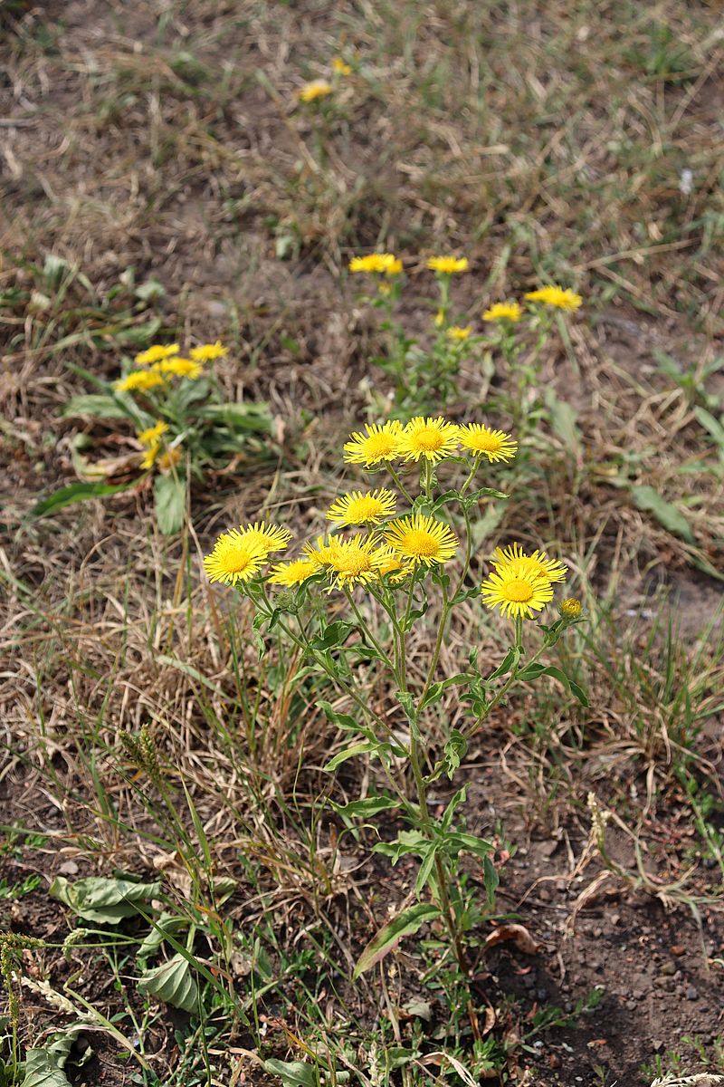 Image of Inula britannica specimen.