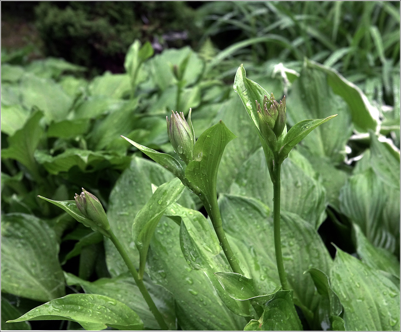 Image of Hosta albomarginata specimen.