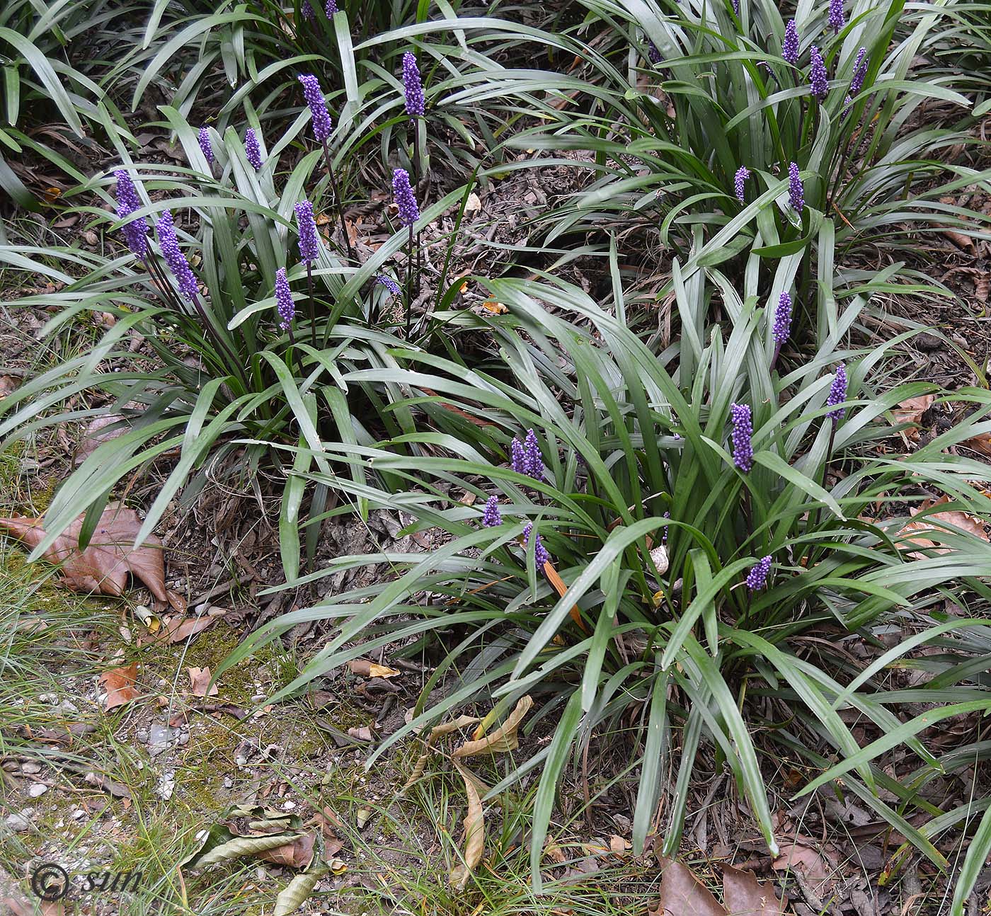 Image of Liriope muscari specimen.