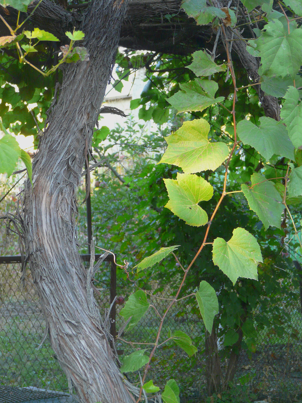 Image of Vitis × bacoi specimen.