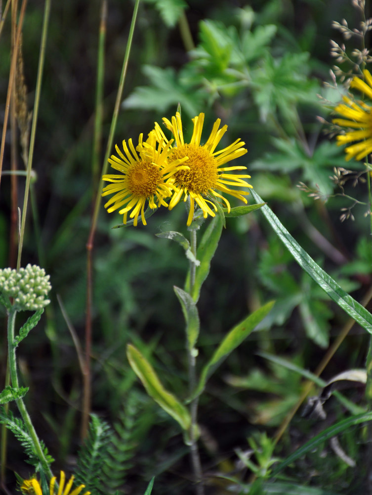 Image of Inula britannica specimen.