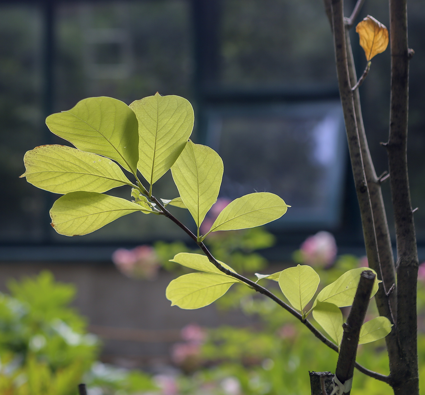 Image of Magnolia × brooklynensis specimen.