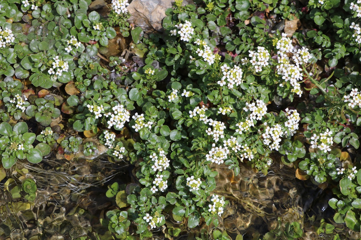 Image of Cardamine uliginosa specimen.