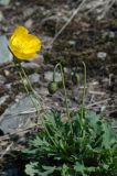 Papaver pseudocanescens