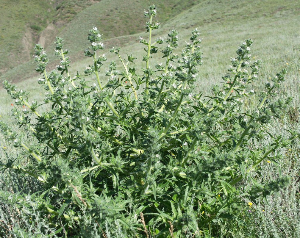 Image of Echium biebersteinii specimen.