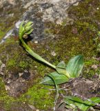 Ophrys подвид israelitica