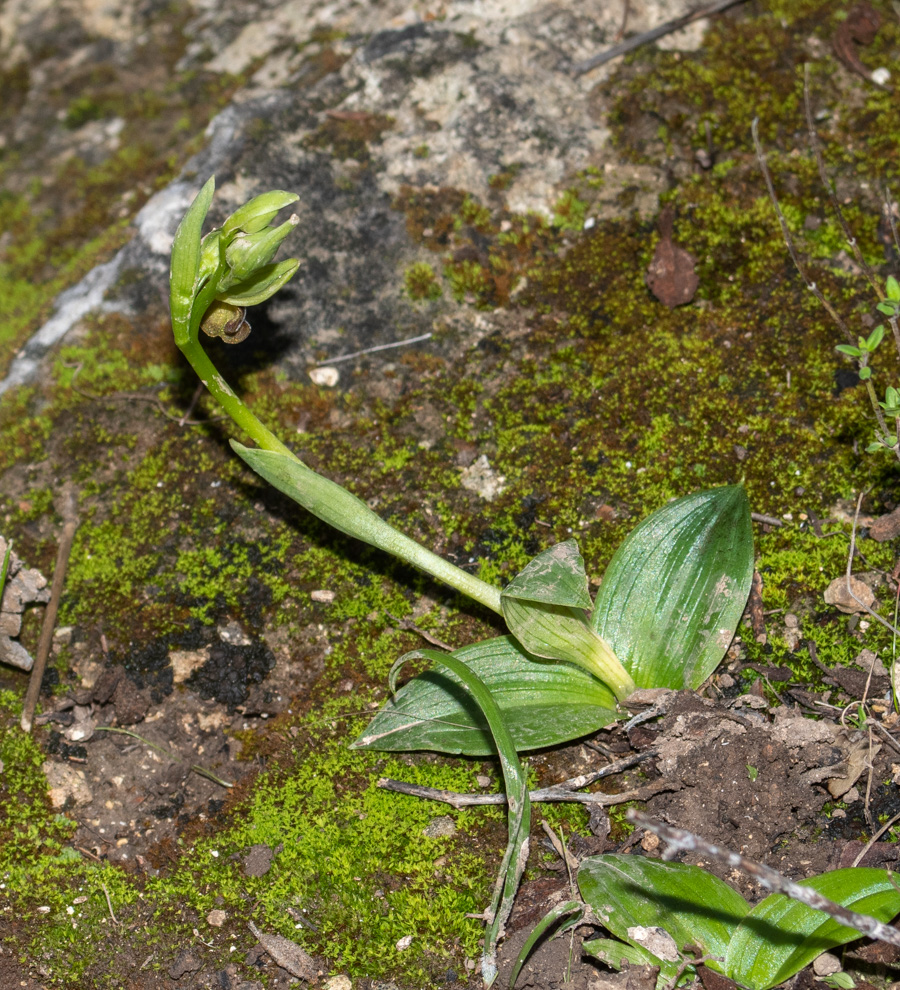 Image of Ophrys omegaifera ssp. israelitica specimen.
