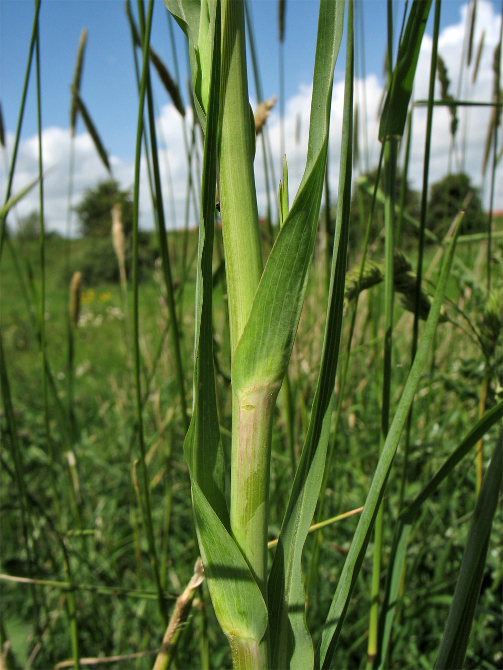 Image of Tragopogon porrifolius specimen.