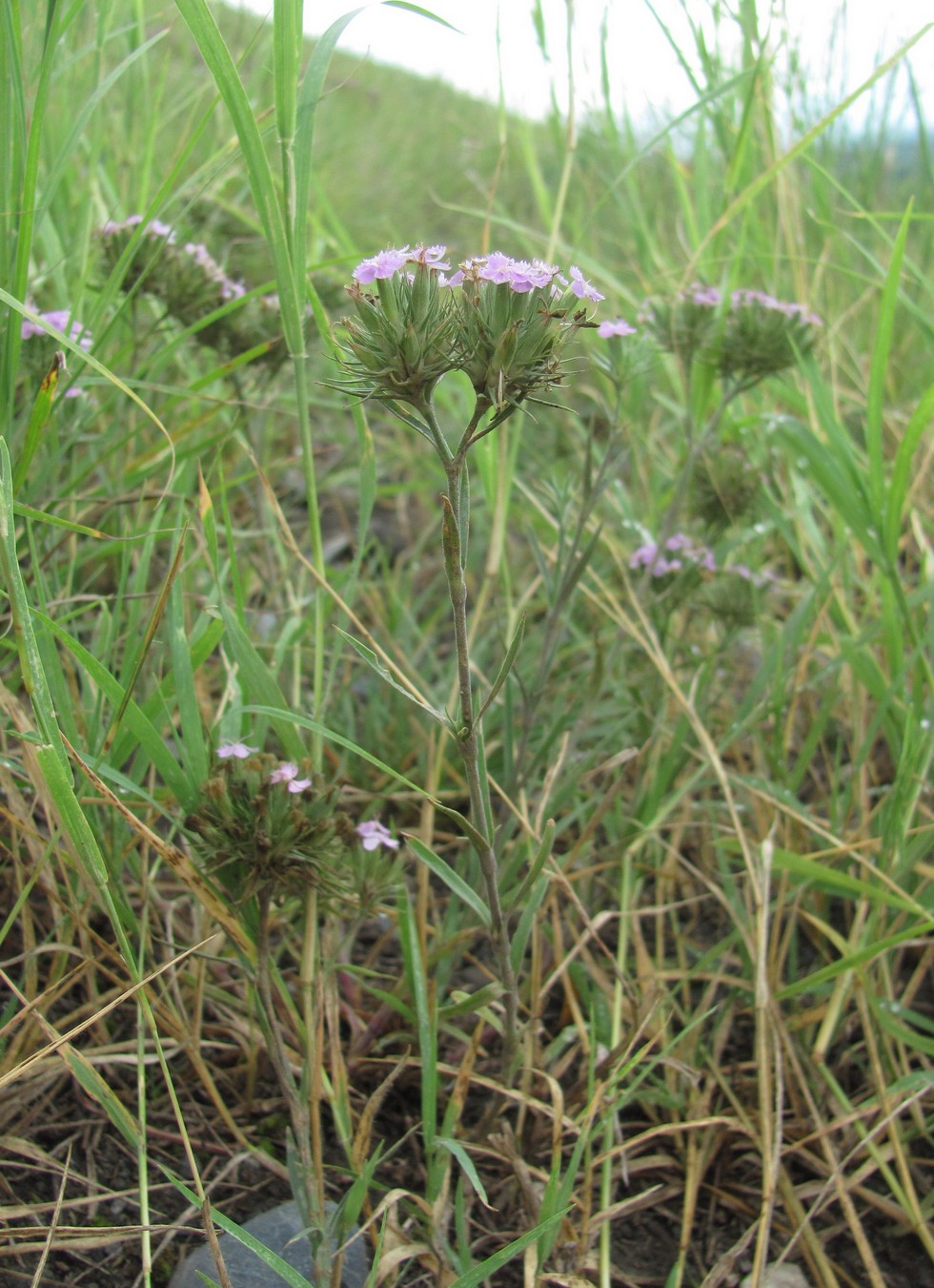 Изображение особи Dianthus pseudarmeria.