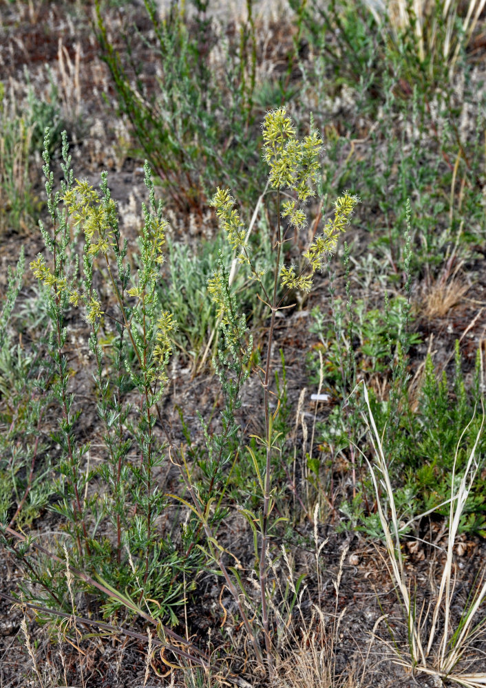 Image of Silene chersonensis specimen.