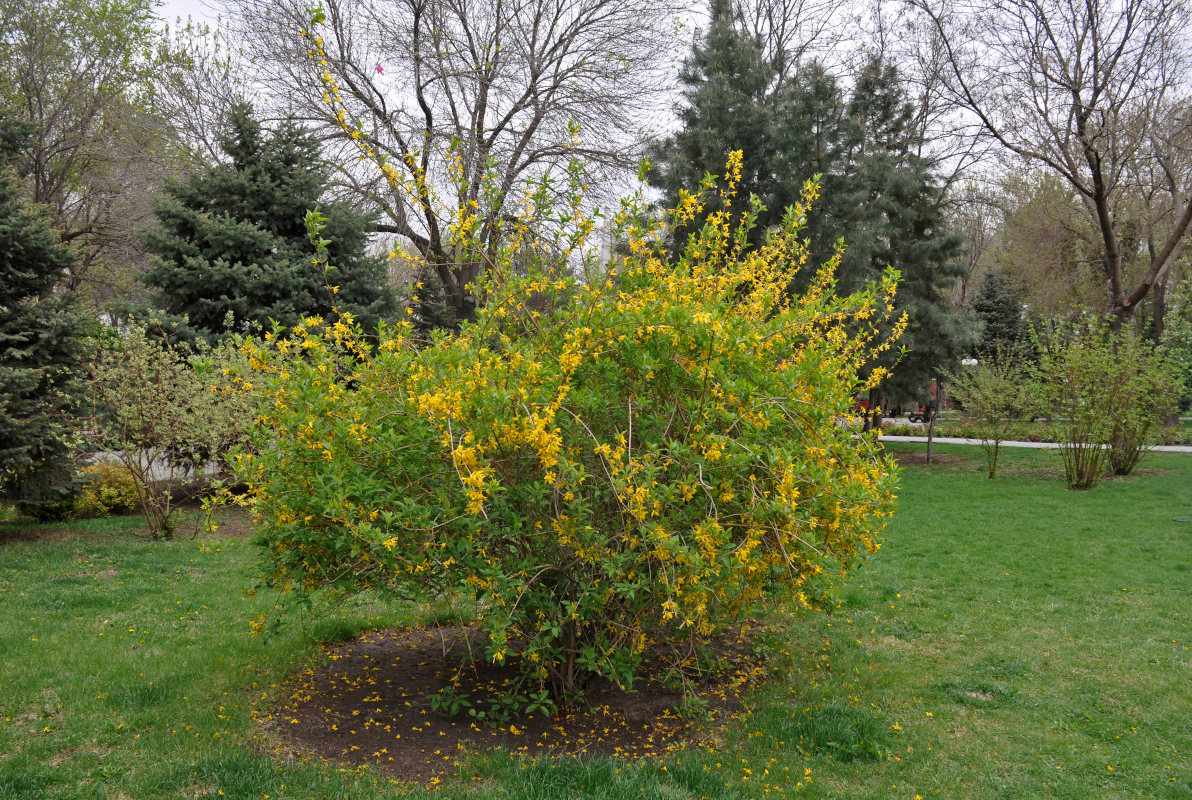 Image of Forsythia × intermedia specimen.
