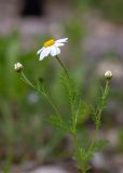 Anthemis pseudocotula