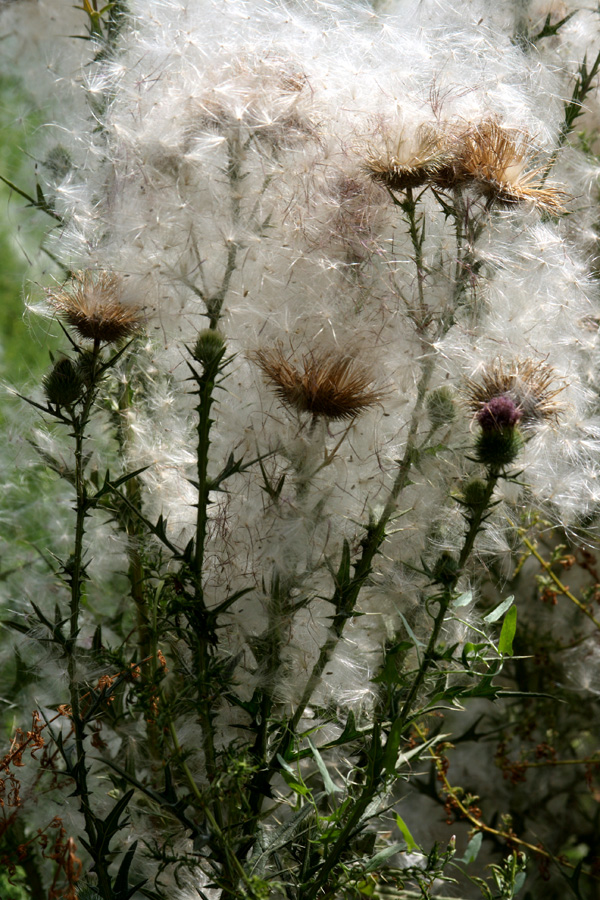Изображение особи Cirsium vulgare.