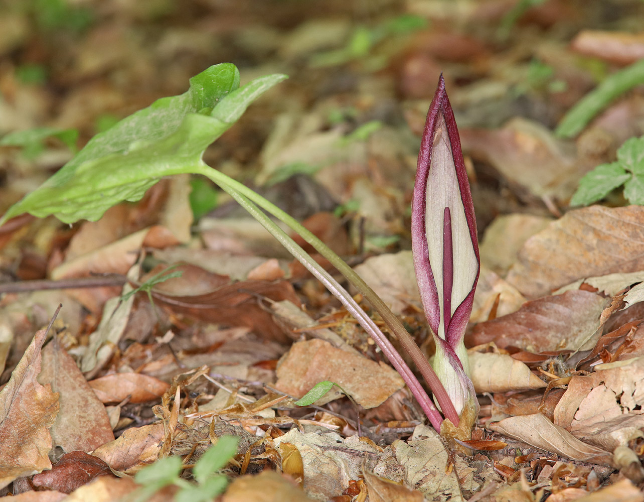 Image of Arum amoenum specimen.