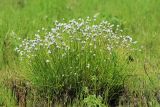 Eriophorum vaginatum. Плодоносящее растение. Приморский край, Ханкайский р-н, окр. с. Комиссарово, заболоченный луг. 20.05.2022.