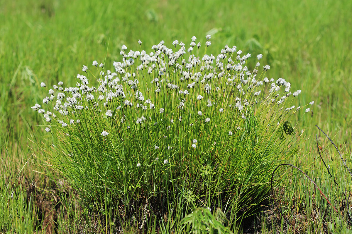 Изображение особи Eriophorum vaginatum.