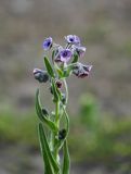 Cynoglossum creticum. Верхушка побега с соцветием. Дагестан, Магарамкентский р-н, окр. с. Приморский, песчаный пляж. 05.05.2022.
