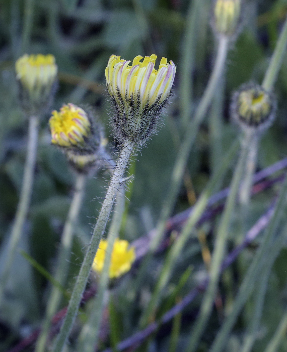 Изображение особи Pilosella officinarum.