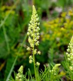 Reseda lutea