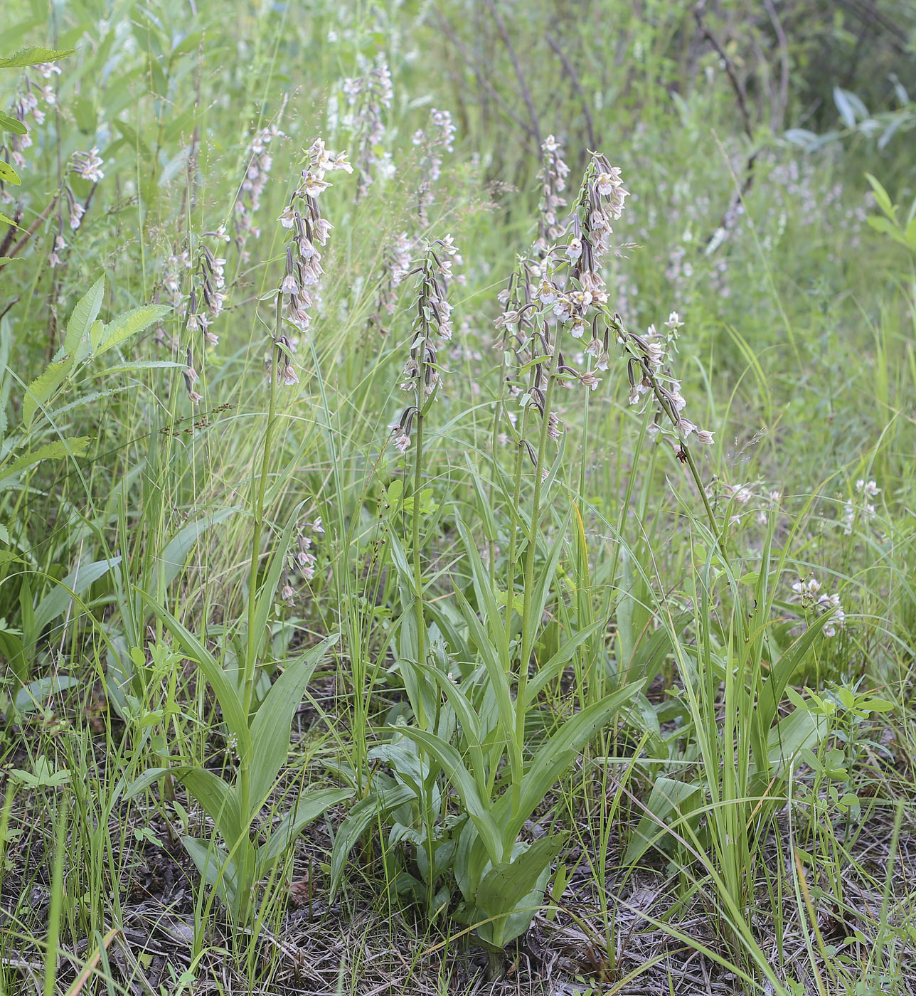 Изображение особи Epipactis palustris.