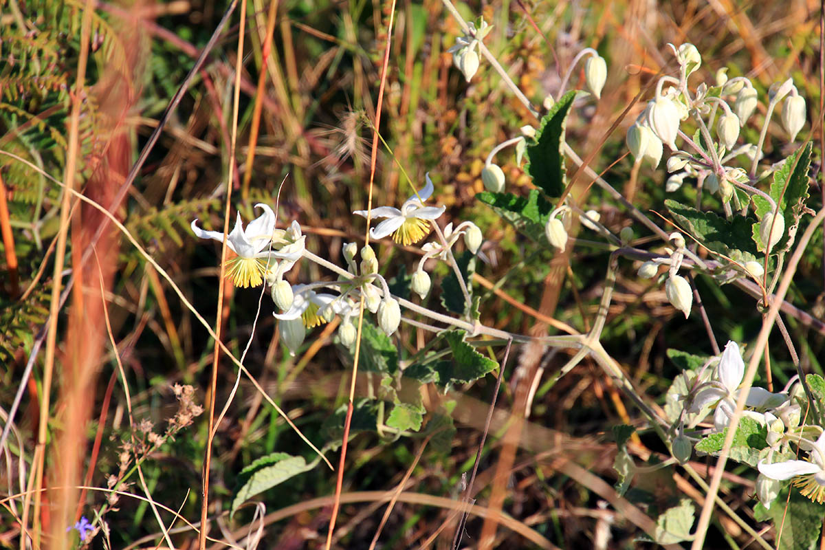 Image of Clematis hirsuta specimen.