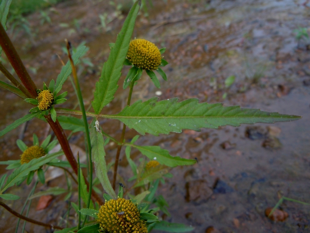 Изображение особи Bidens radiata.