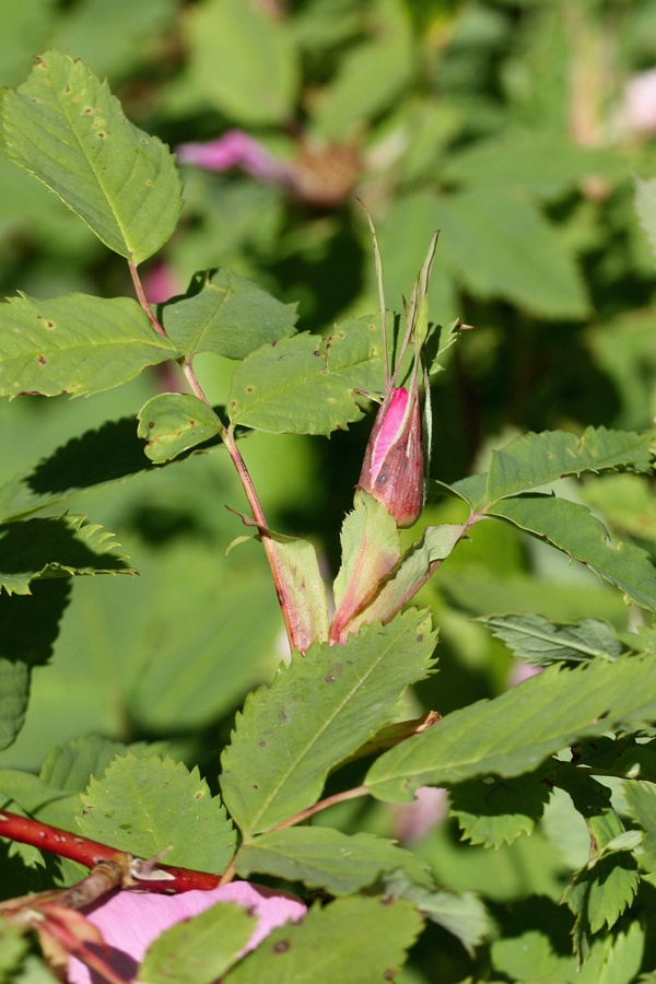 Изображение особи Rosa glabrifolia.