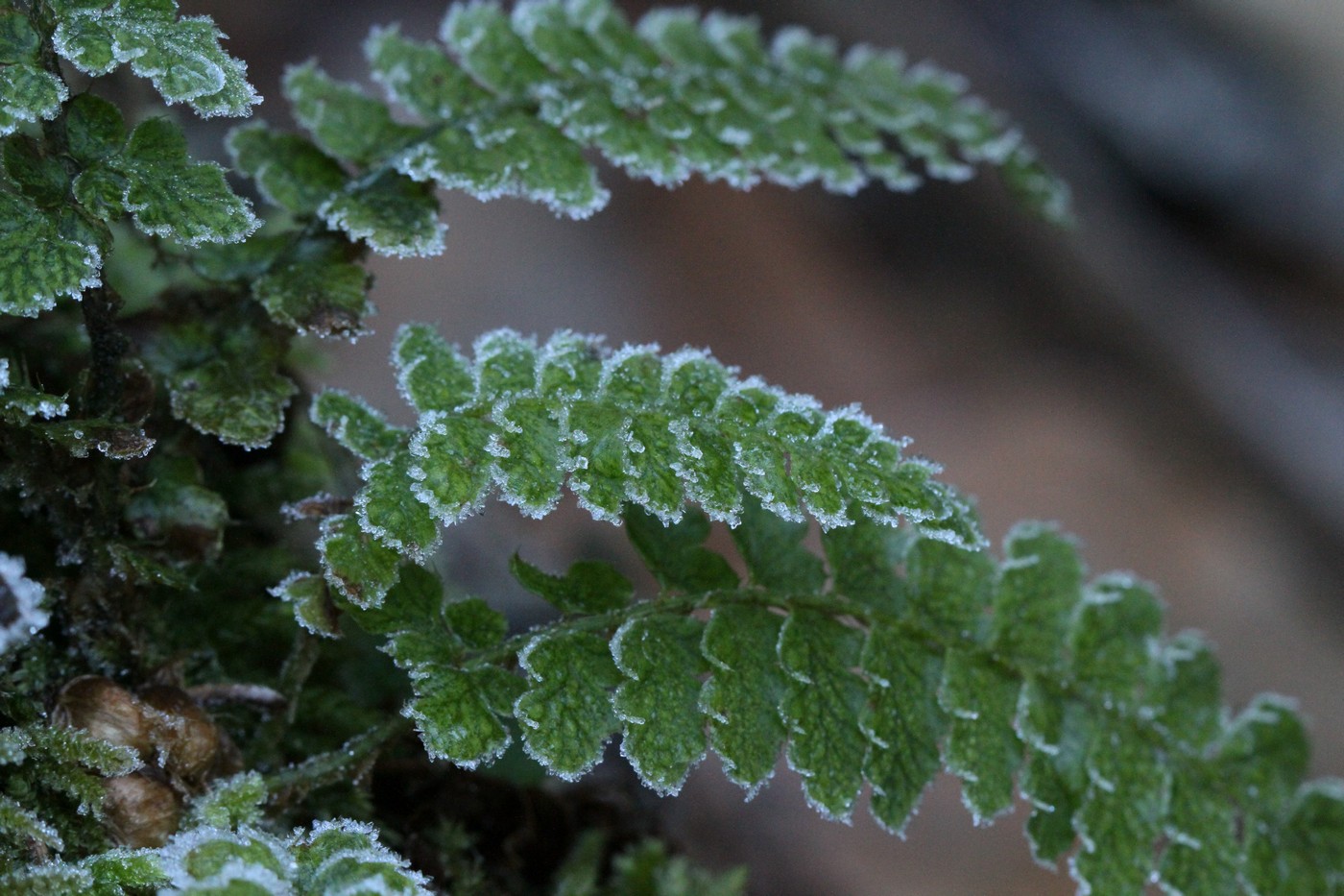 Image of Polystichum braunii specimen.