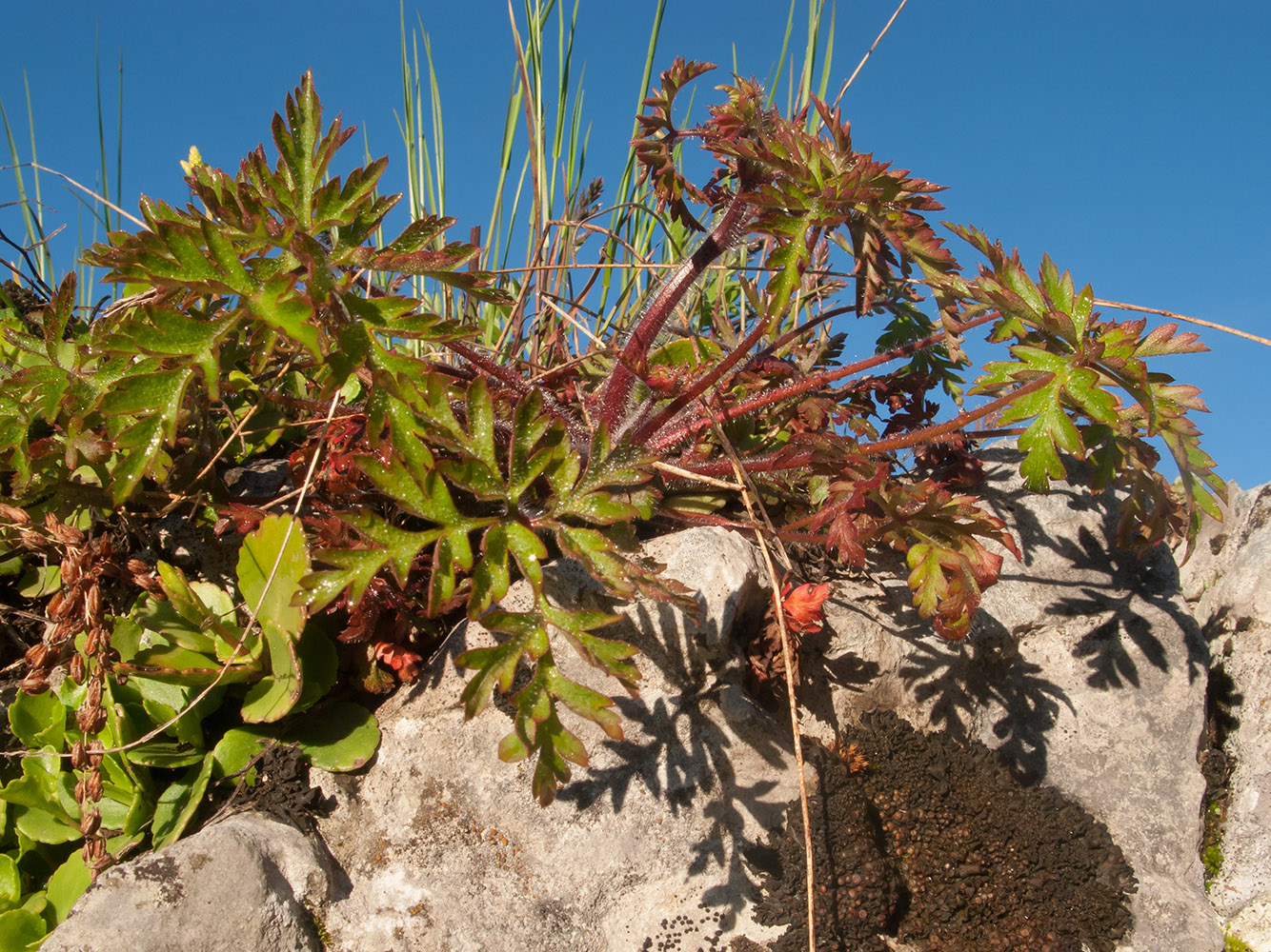 Image of Geranium robertianum specimen.