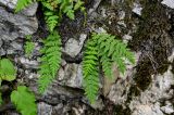 Woodsia caucasica. Спороносящие растения. Чечня, Итум-Калинский р-н, Аргунское ущелье, на скале. 26.07.2022.