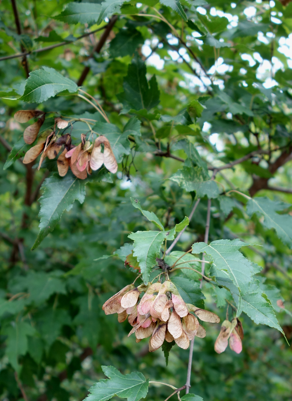 Image of Acer ginnala specimen.