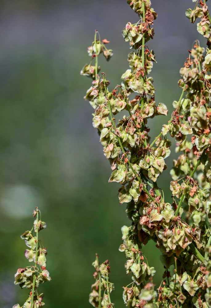 Изображение особи Rumex tianschanicus.