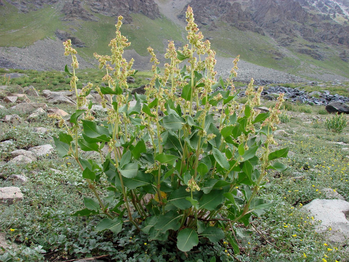 Изображение особи Aconogonon hissaricum.