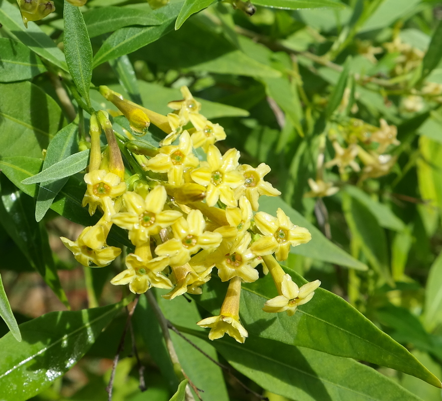 Image of Cestrum parqui specimen.