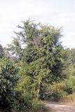 Aegle marmelos. Плодоносящее растение. Индия, штат Уттаракханд, округ, Найнитал, Jim Corbett National Park. 02.12.2002.