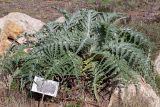 Cynara scolymus