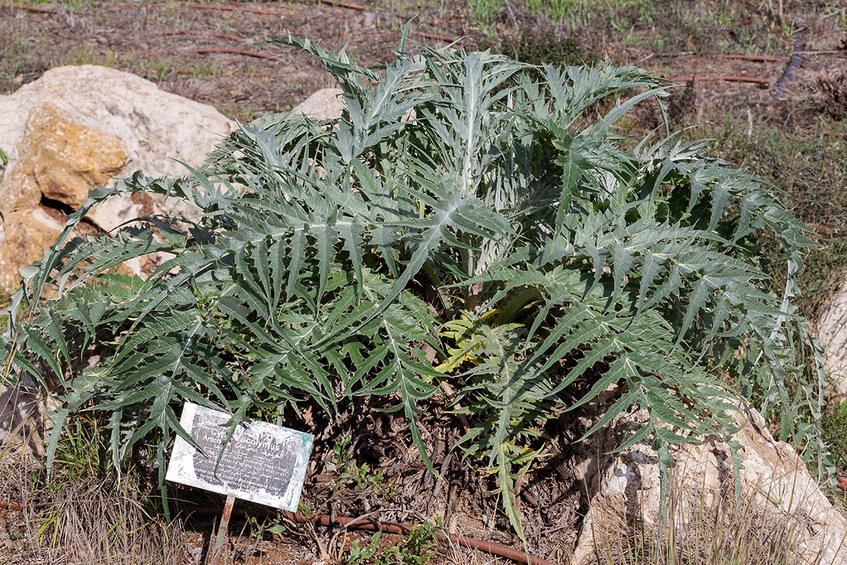 Изображение особи Cynara scolymus.