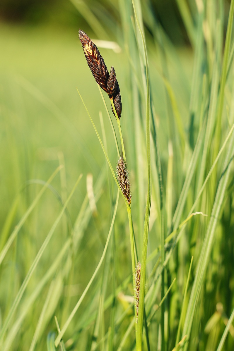 Image of Carex melanostachya specimen.