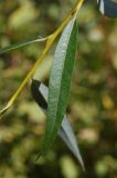 Salix babylonica