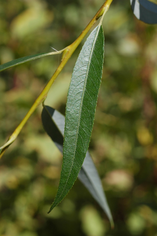 Image of Salix babylonica specimen.