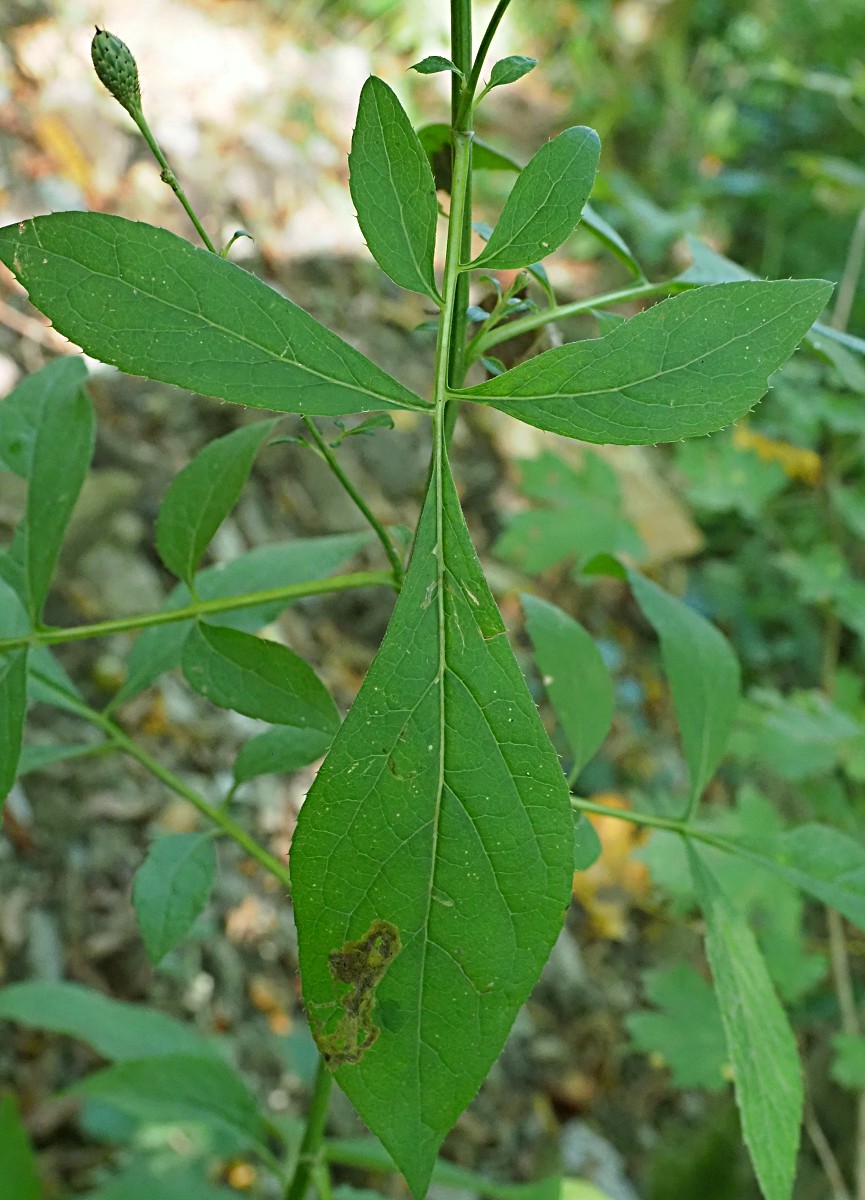 Image of Klasea quinquefolia specimen.