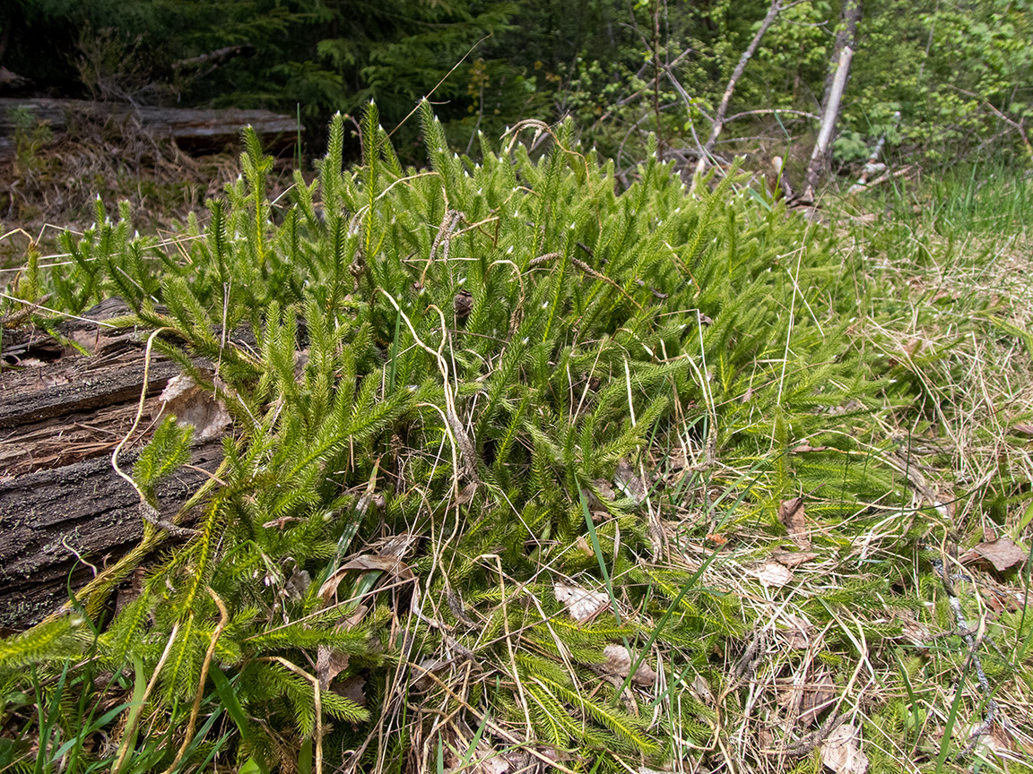 Image of Lycopodium clavatum specimen.