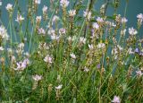 Onobrychis petraea
