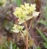 Euphorbia peplus