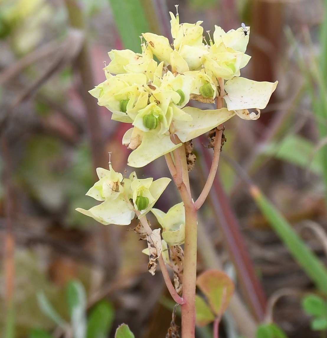 Изображение особи Euphorbia peplus.