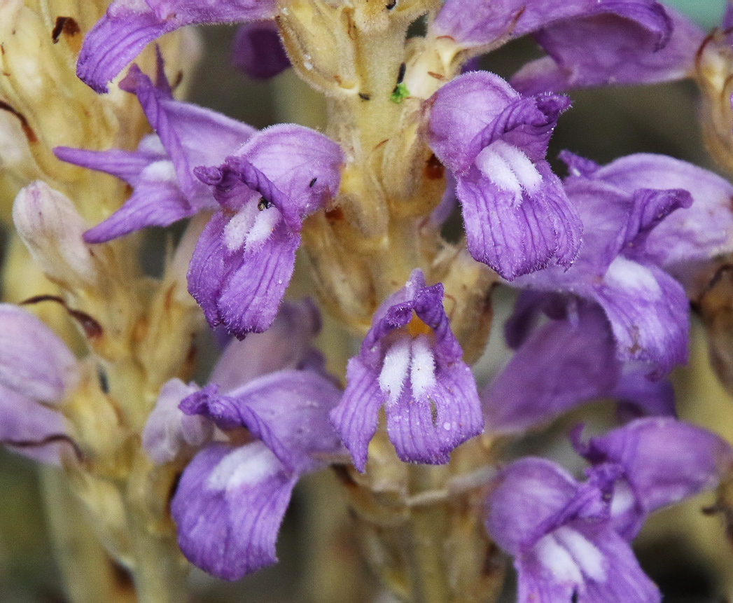 Image of Phelipanche arenaria specimen.