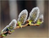 Salix caprea. Верхушка побега с распускающимися соцветиями. Московская обл., Раменский р-н, окр. ж.-д. платформы Хрипань, залежь. 28.04.2011.