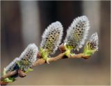 Salix caprea